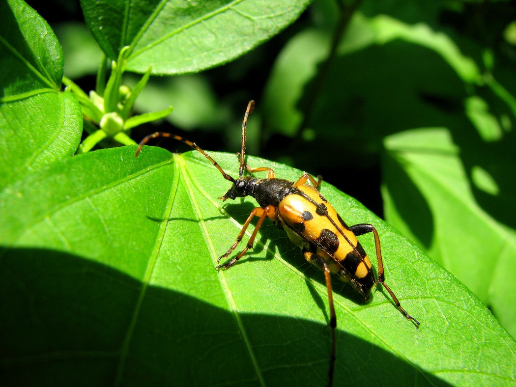 Svariati coleotteri da identificare